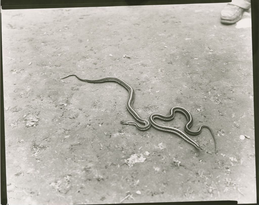 Miniature of Camp Abnaki - Snakes