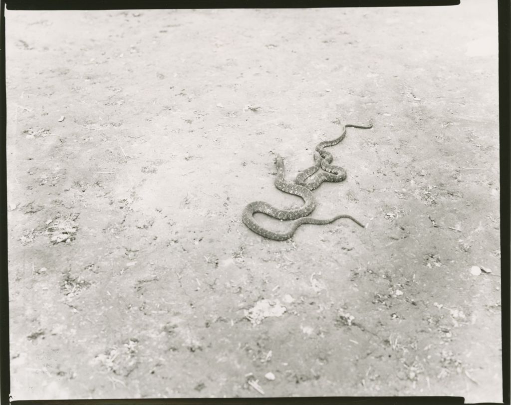 Miniature of Camp Abnaki - Snakes