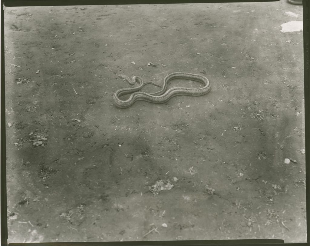 Miniature of Camp Abnaki - Snakes