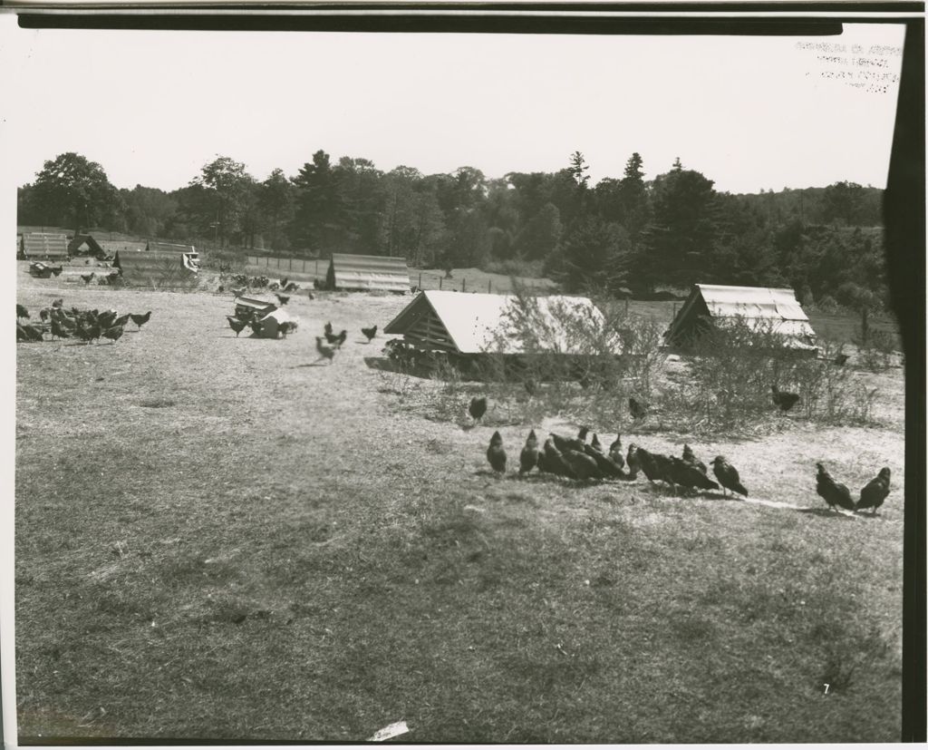 Miniature of Farms - Livestock