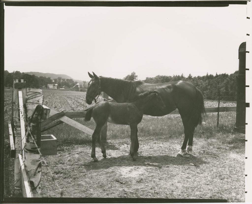 Miniature of Farms - Livestock