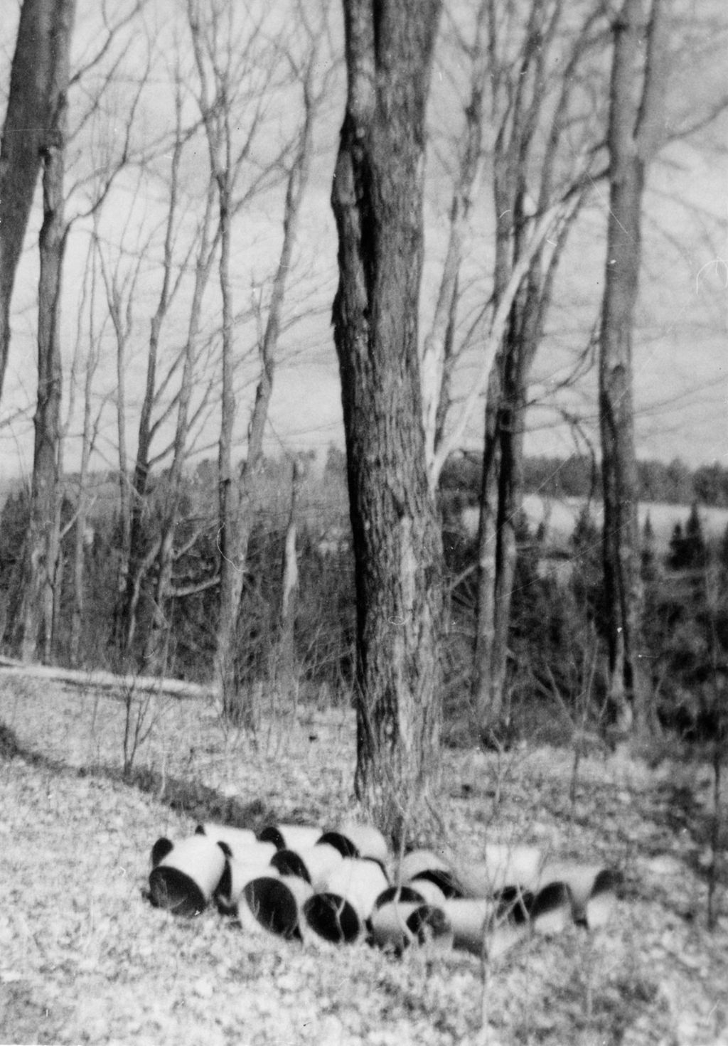 Miniature of Sap buckets