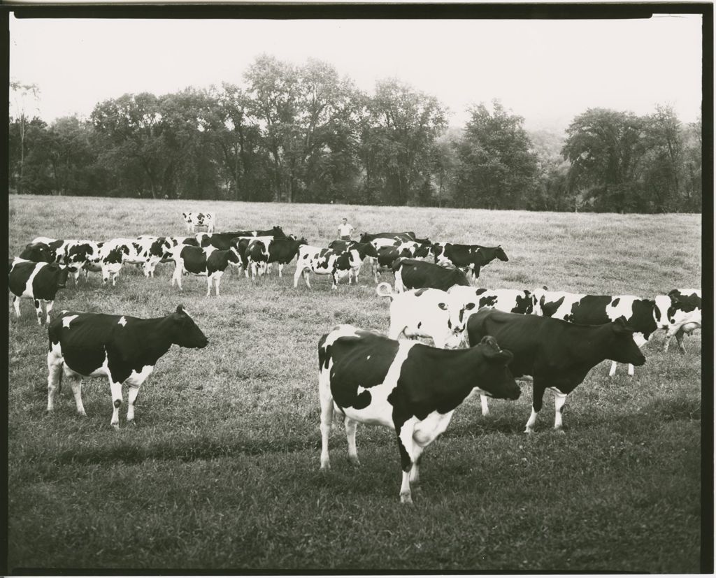 Miniature of Farms - Livestock