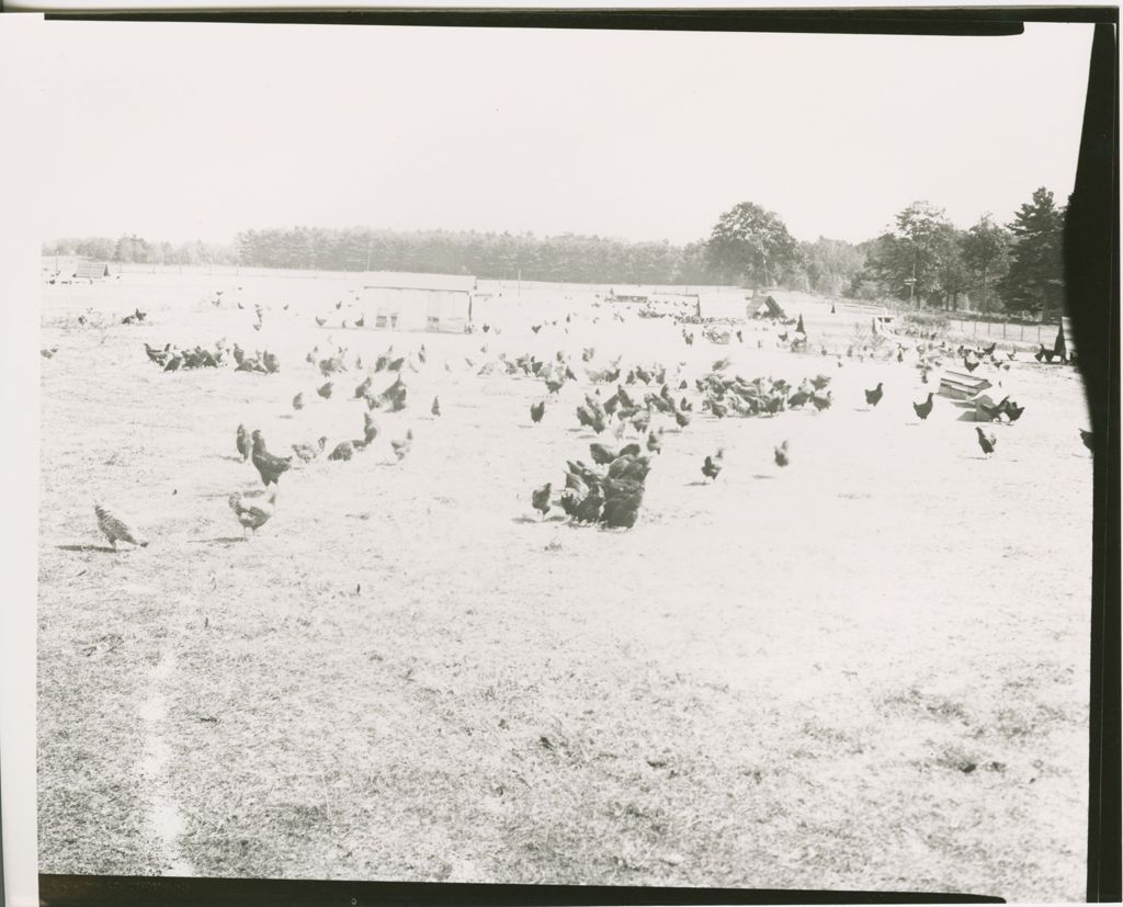 Miniature of Farms - Livestock