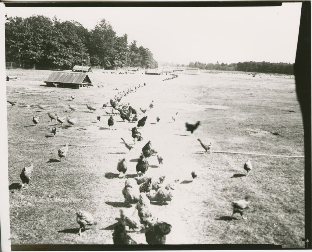 Miniature of Farms - Livestock