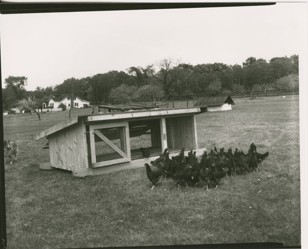 Miniature of Farms - Livestock