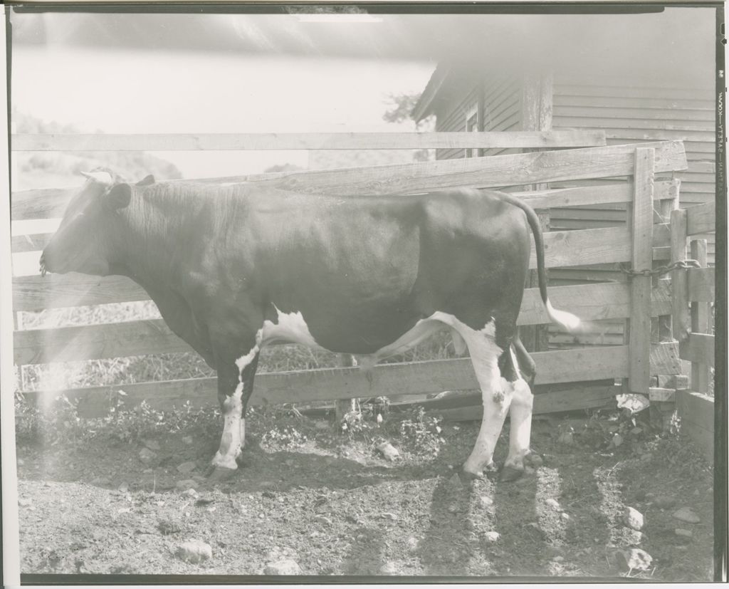 Miniature of Farms - Livestock