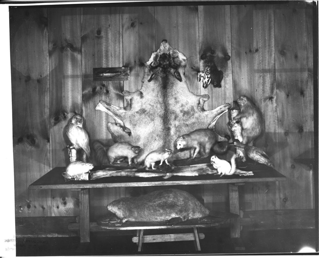 Miniature of Webb Estate - Trophy Room (Shelburne, VT)