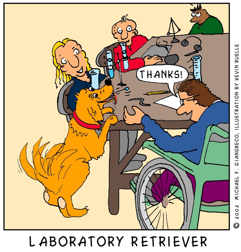 Miniature of Laboratory Retriever