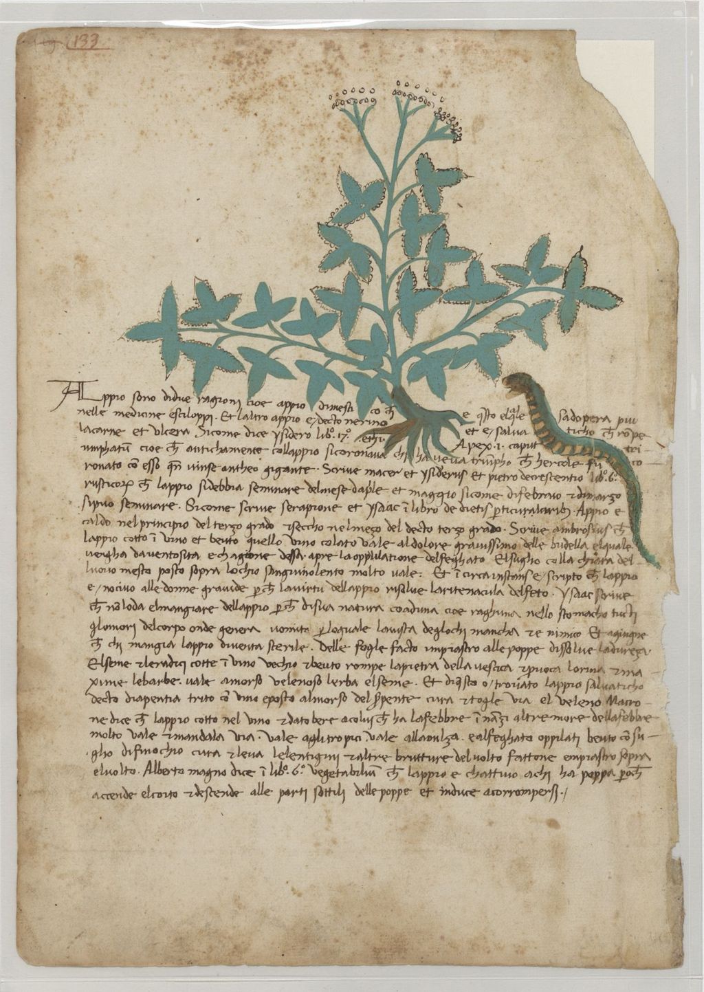 Miniature of Italian Herbal