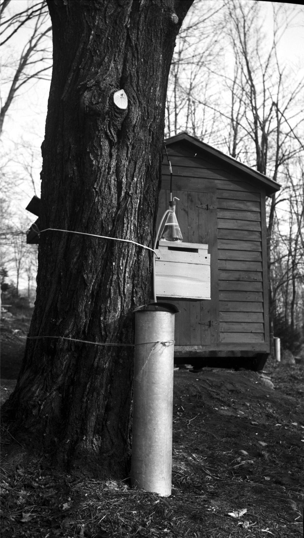 Miniature of Collection bucket in front of research shed