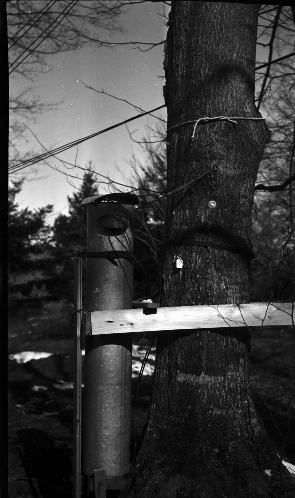 Miniature of Collection bucket attached to tree #477