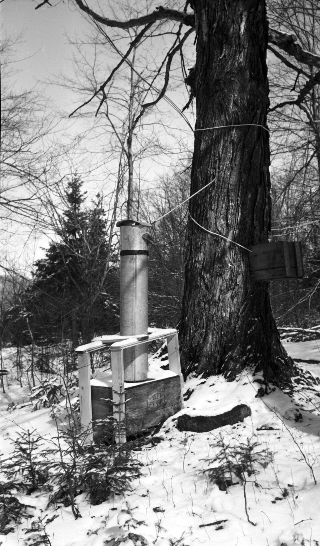 Miniature of Collection bucket attached to tree #487