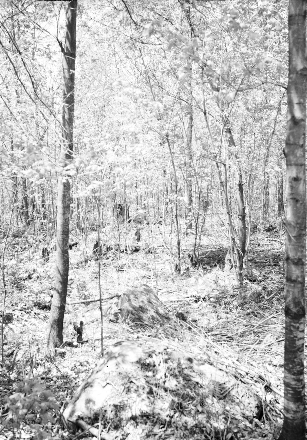 Miniature of Thinning plots in the sugar bush