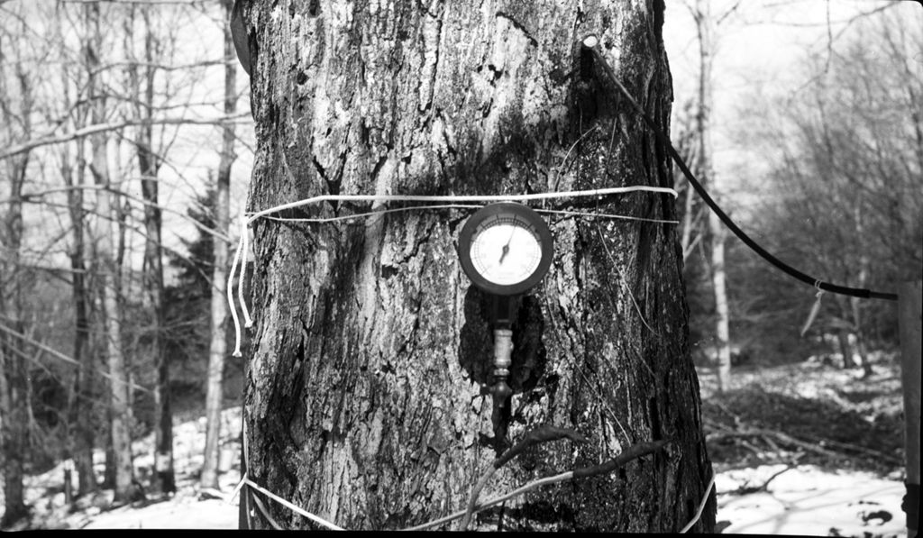 Miniature of Gauge on tree