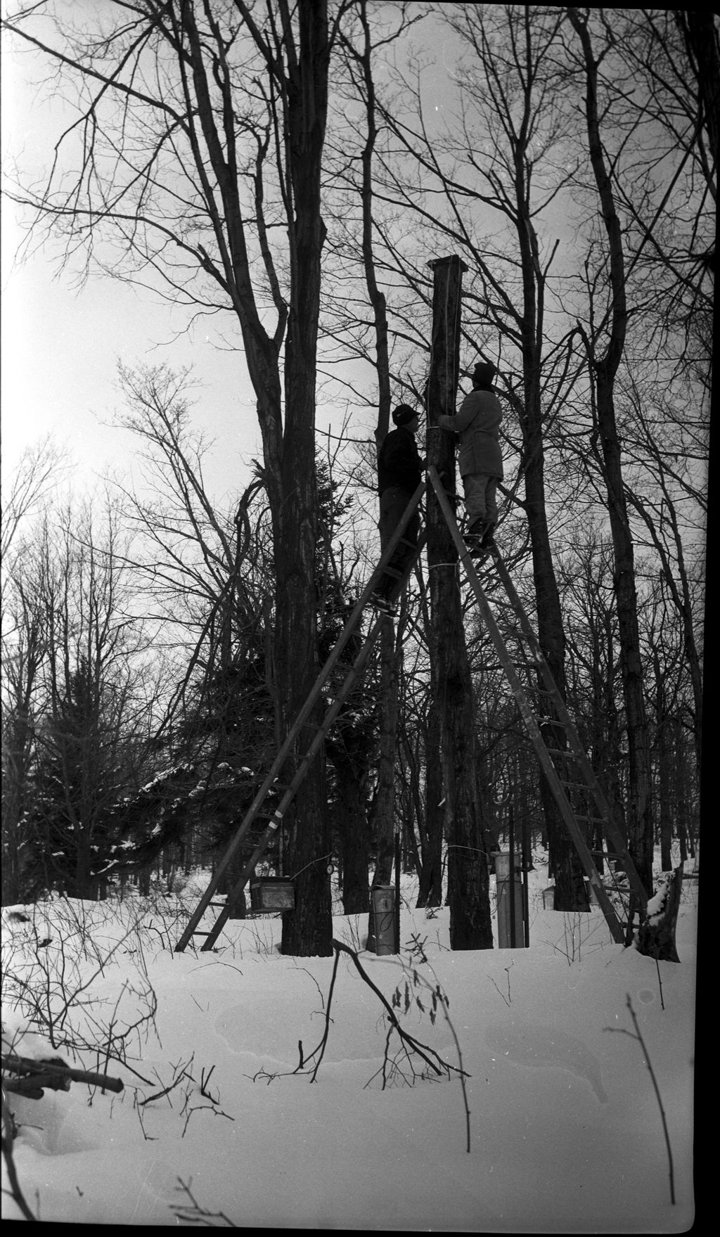 Miniature of Herb Beam and Jim Marvin on ladder at decapitated tree 537