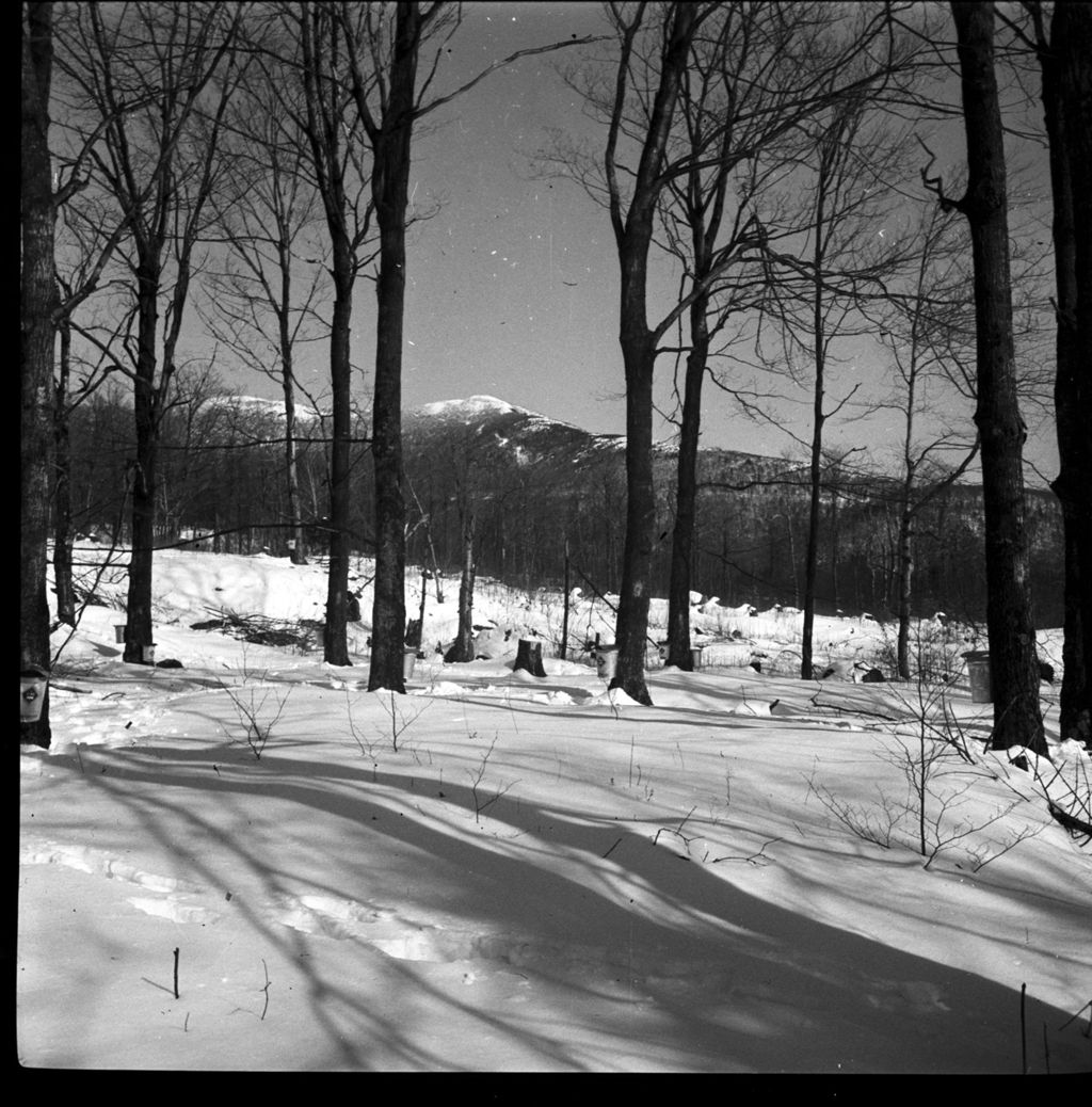 Miniature of View of Green Mountains through the sugar bush