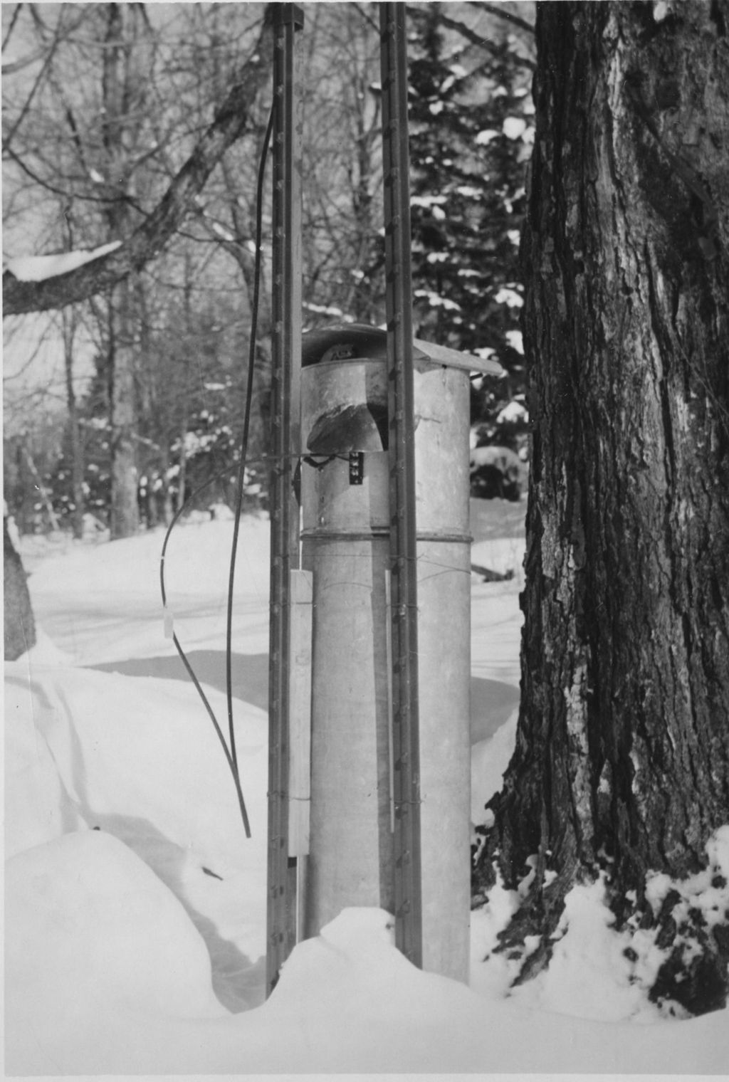 Miniature of Collecting sap in the sugar bush