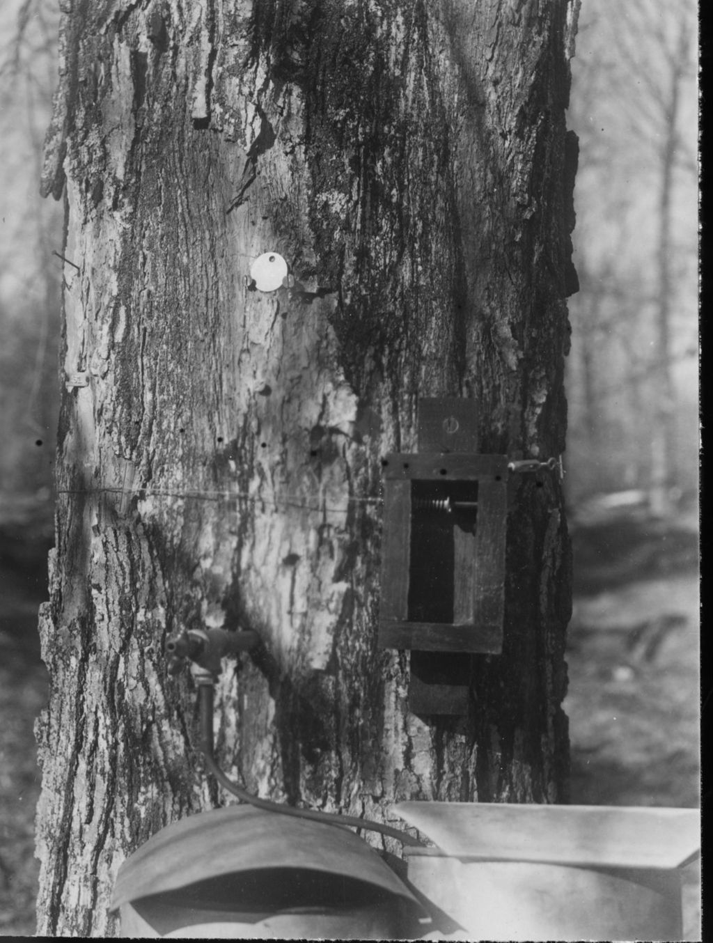 Miniature of Tapping a sugar maple