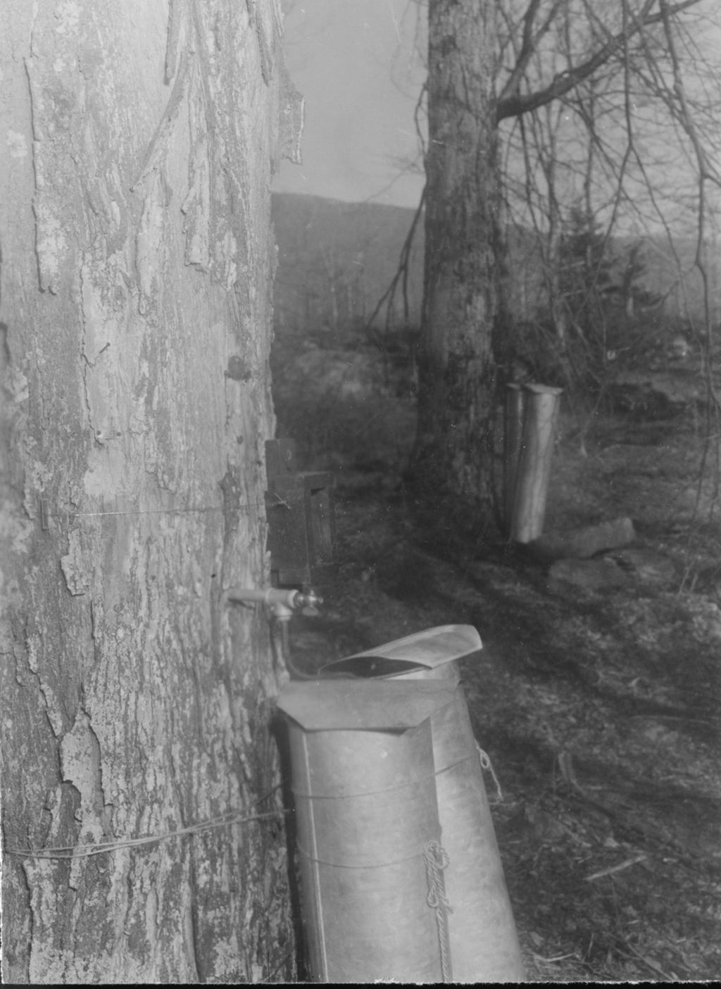 Miniature of Close-up of sugar maples with collection buckets attached