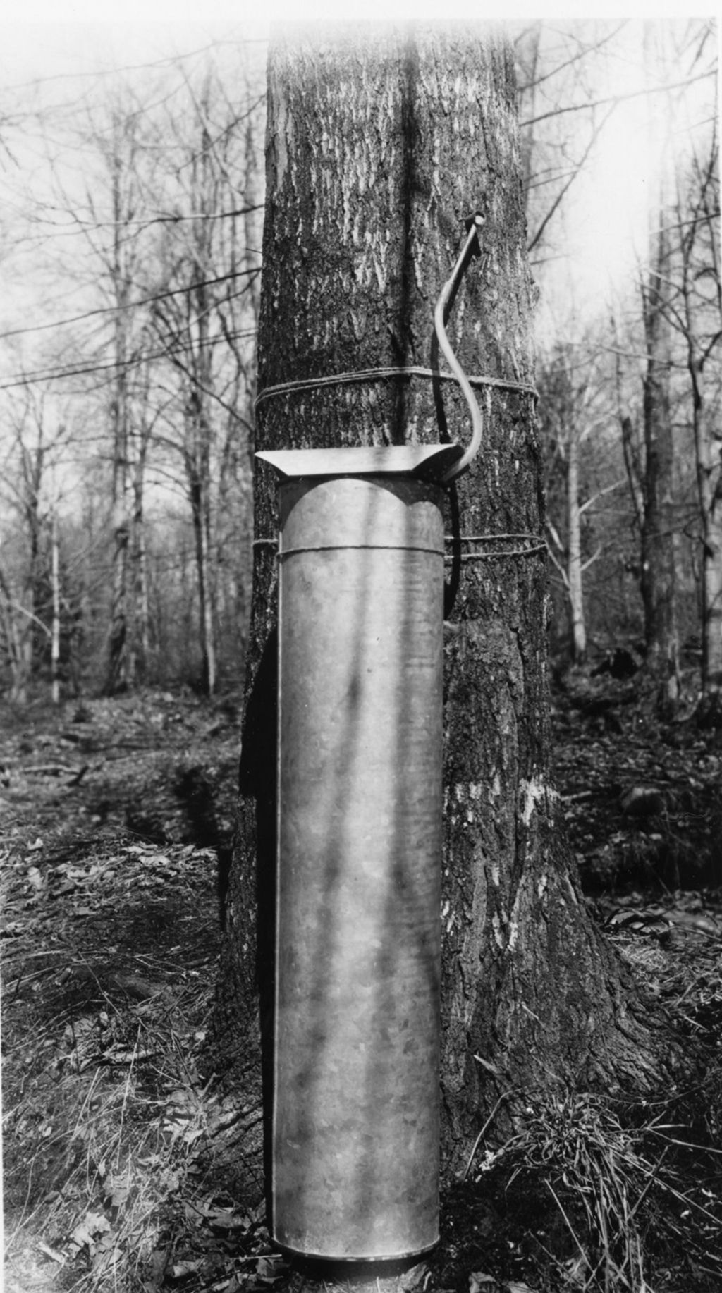 Miniature of Maple sap collection