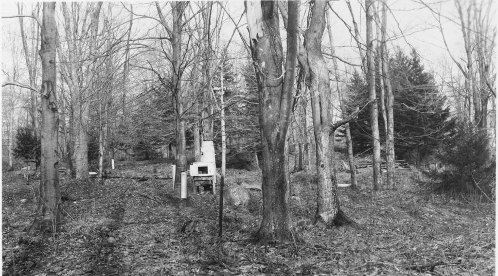 Miniature of Sugar bush