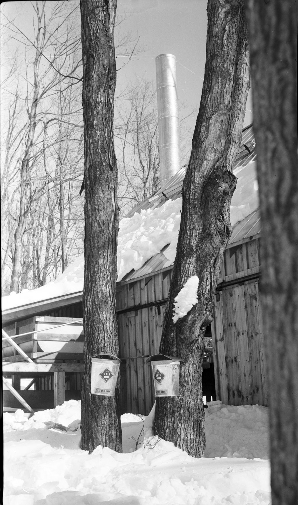 Miniature of Collection buckets outside sugar house