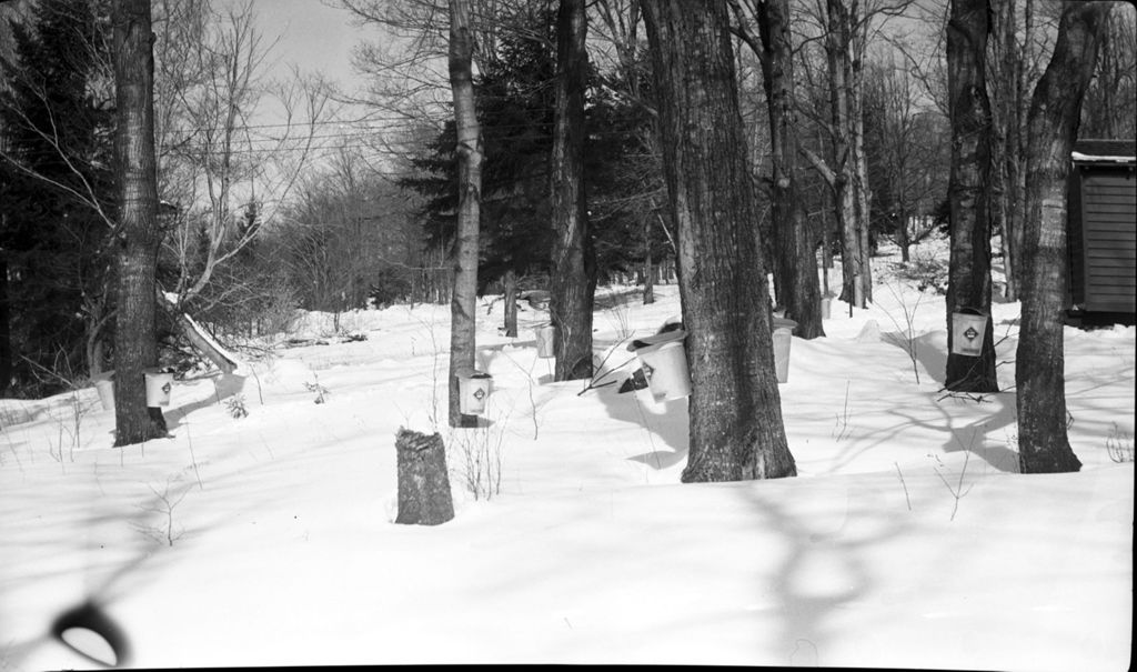 Miniature of Collecting maple sap in sugar bush