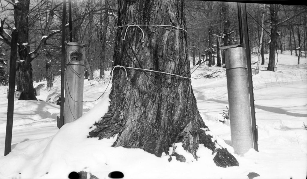 Miniature of Collection of maple sap