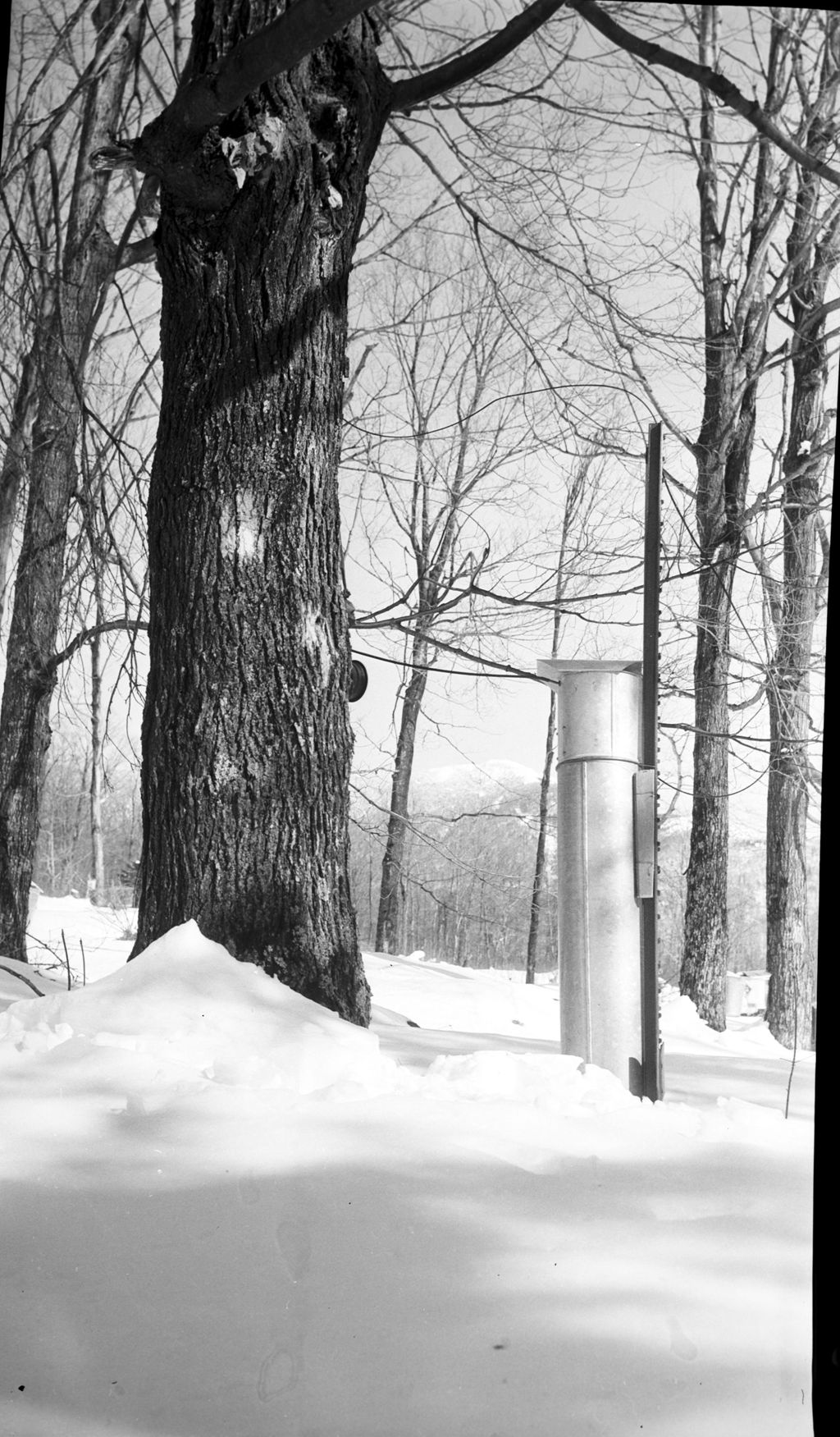 Miniature of Collecting maple sap