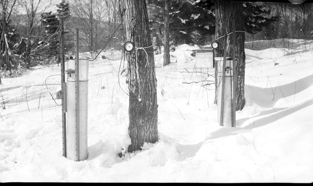 Miniature of Collecting maple sap