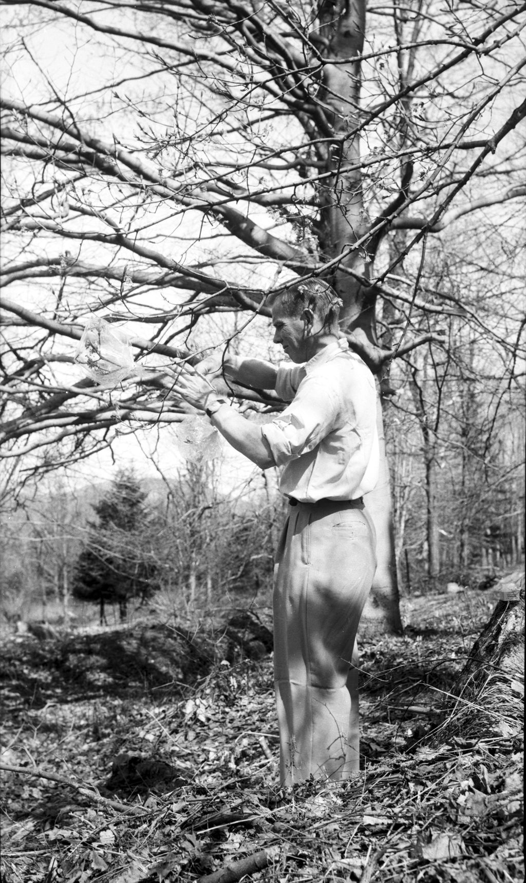 Miniature of Researcher cross-pollinating sugar maples