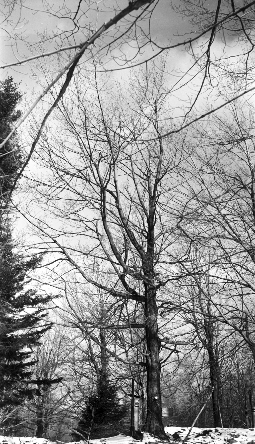 Miniature of Tree 500, Proctor Maple Research Center sugarbush