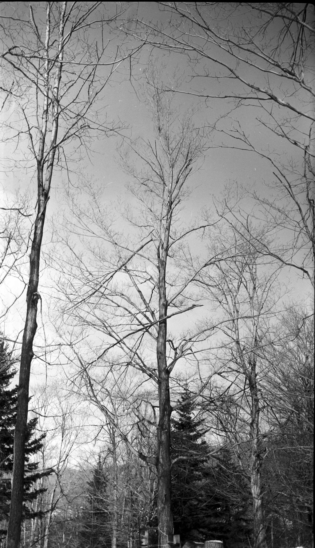 Miniature of Tree 499, Proctor Maple Research Center sugar bush