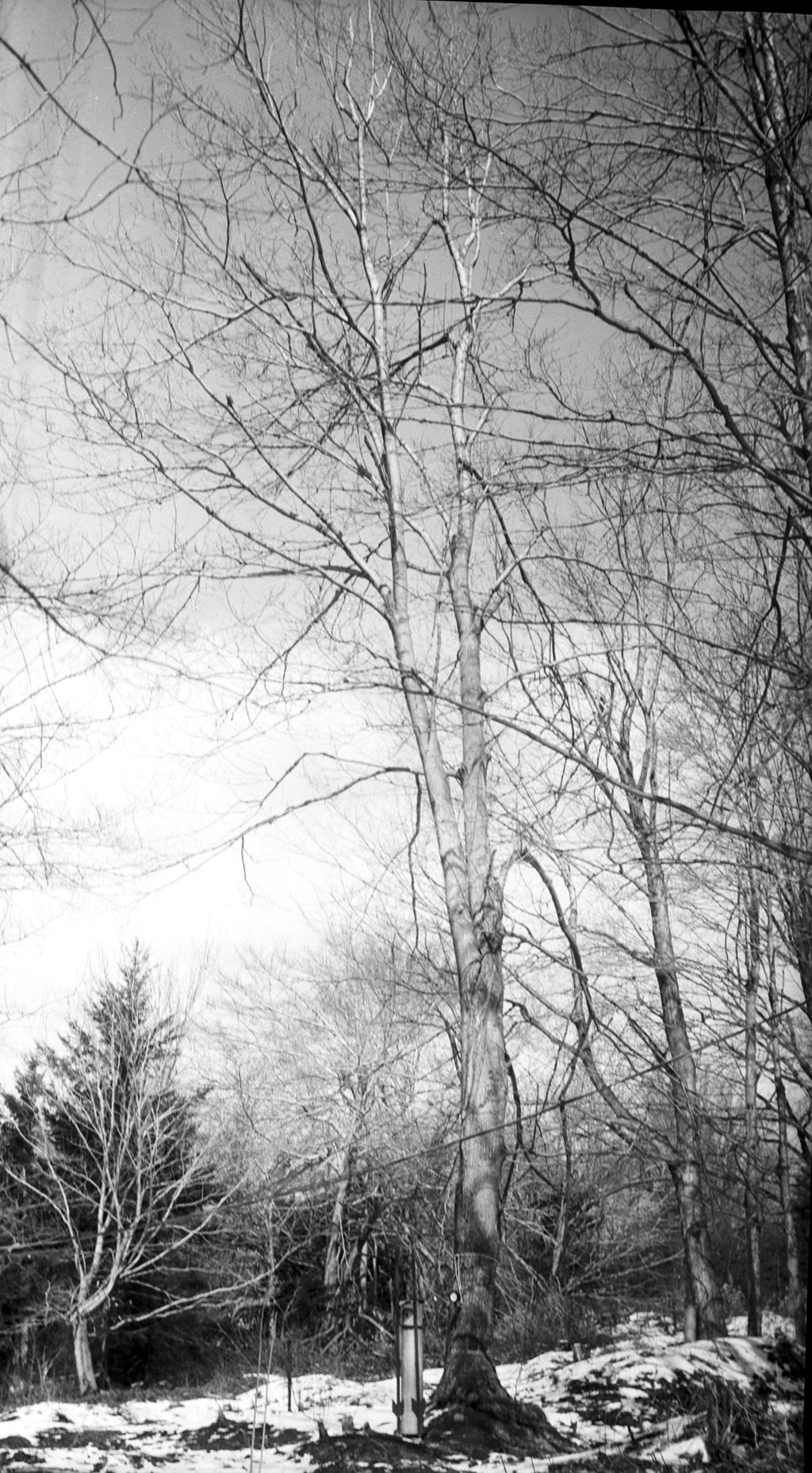 Miniature of Tree 477, Proctor Maple Research Center sugar bush