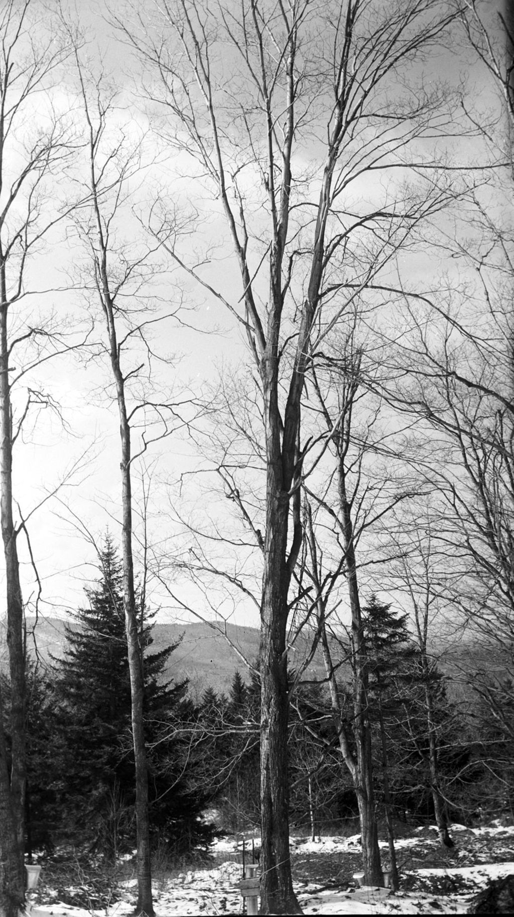 Miniature of Tree 388, Proctor Maple Research Center sugar bush