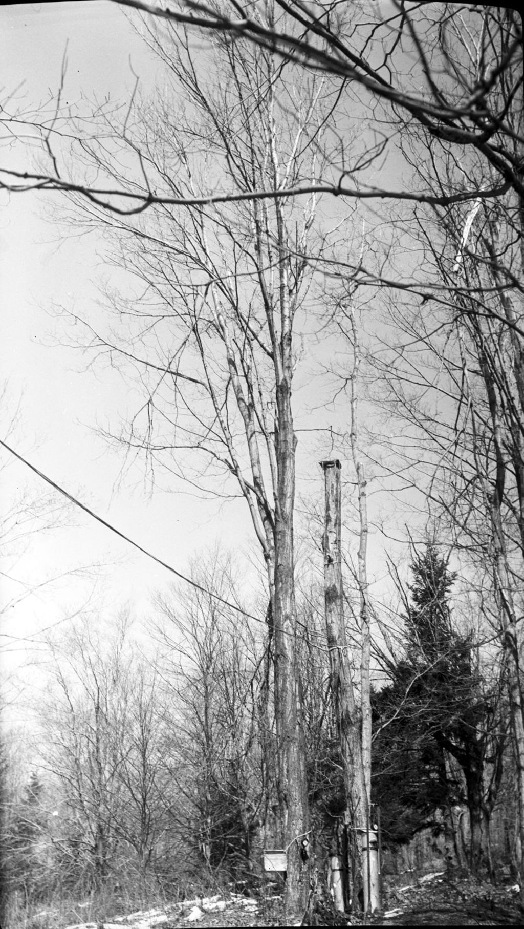 Miniature of Trees 534, 537, Proctor Maple Research Center sugar bush