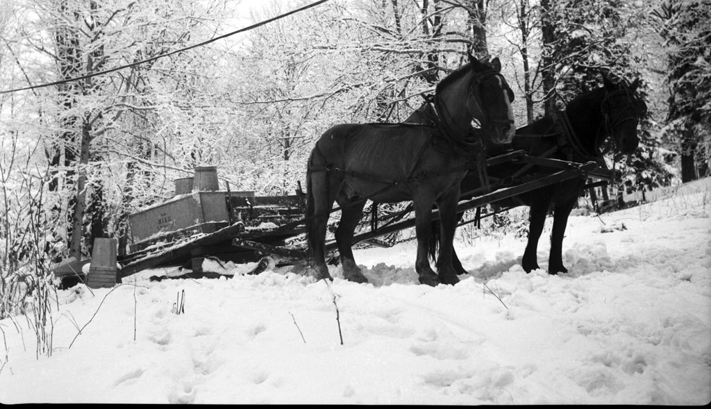 Miniature of Horses pulling sleigh of maple sap collection supplies