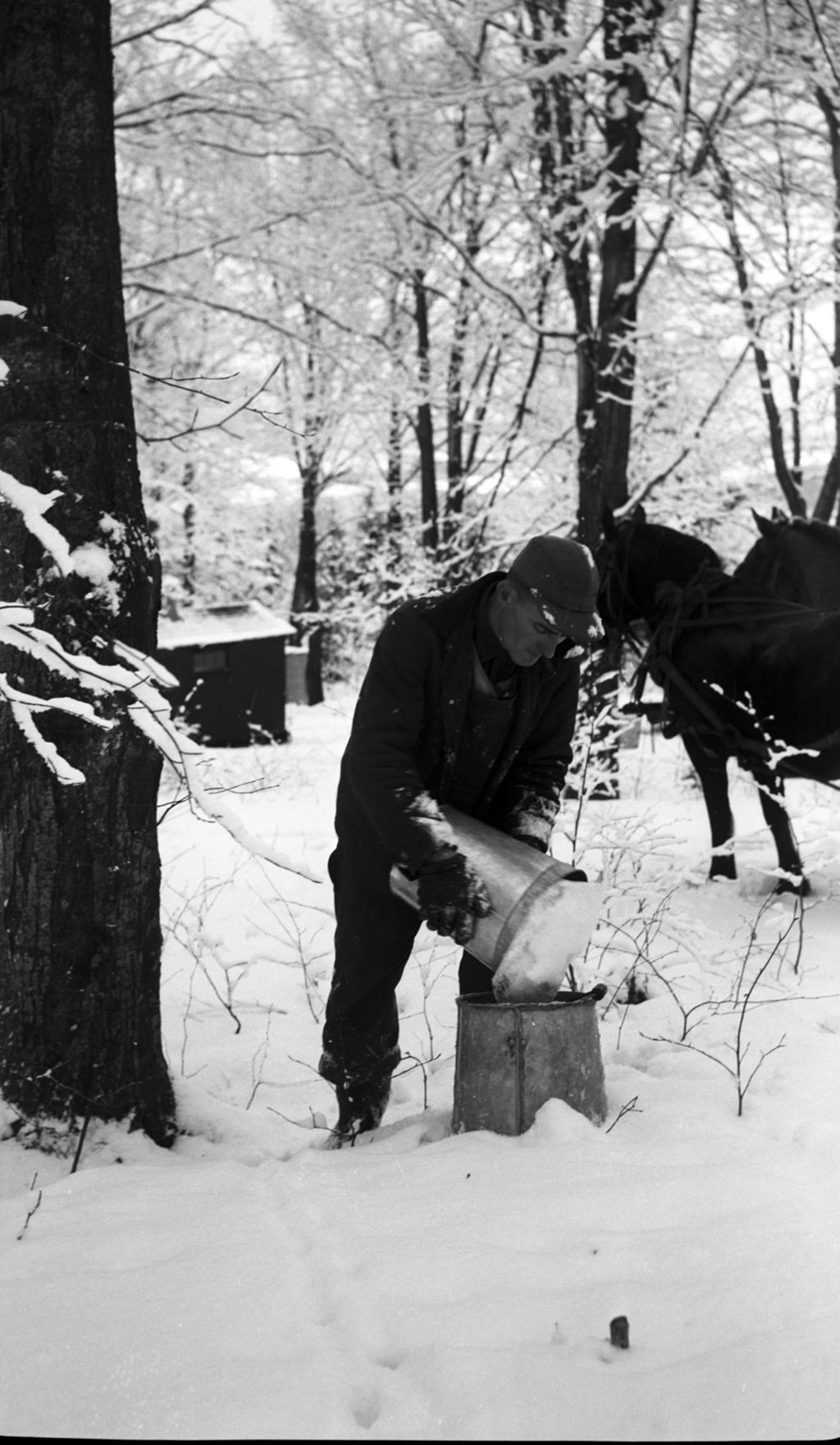 Miniature of Maple sap collection