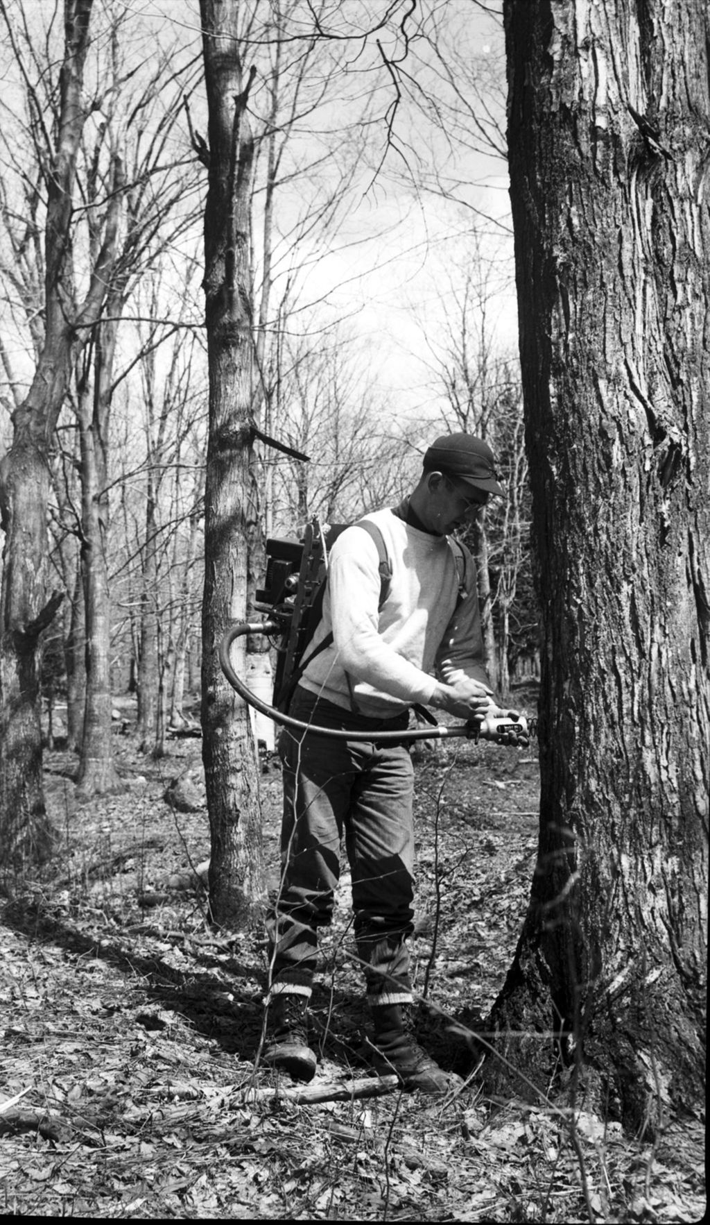 Miniature of Herb Beam power tapping trees in the sugar bush