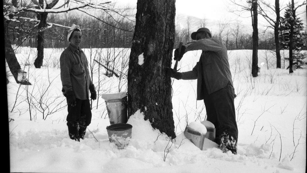 Miniature of Workers tapping trees in the sugar bush