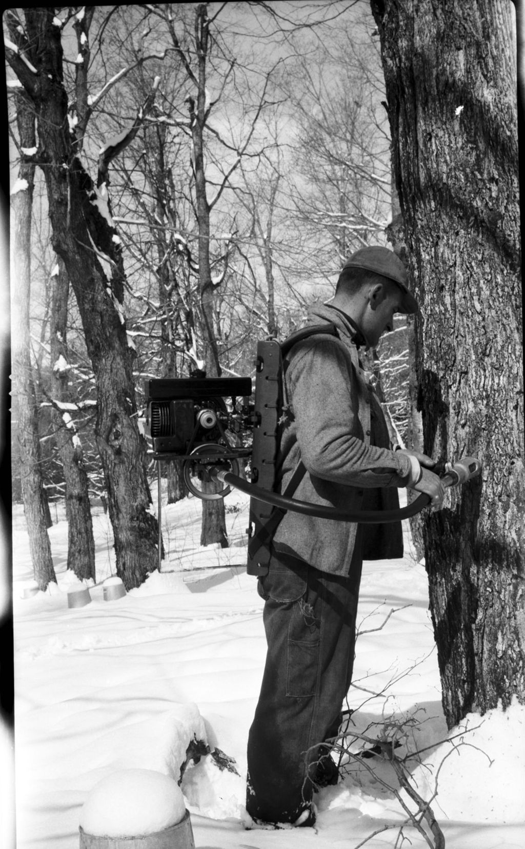 Miniature of Power tapping trees in the sugar bush. Proctor Maple Research Center