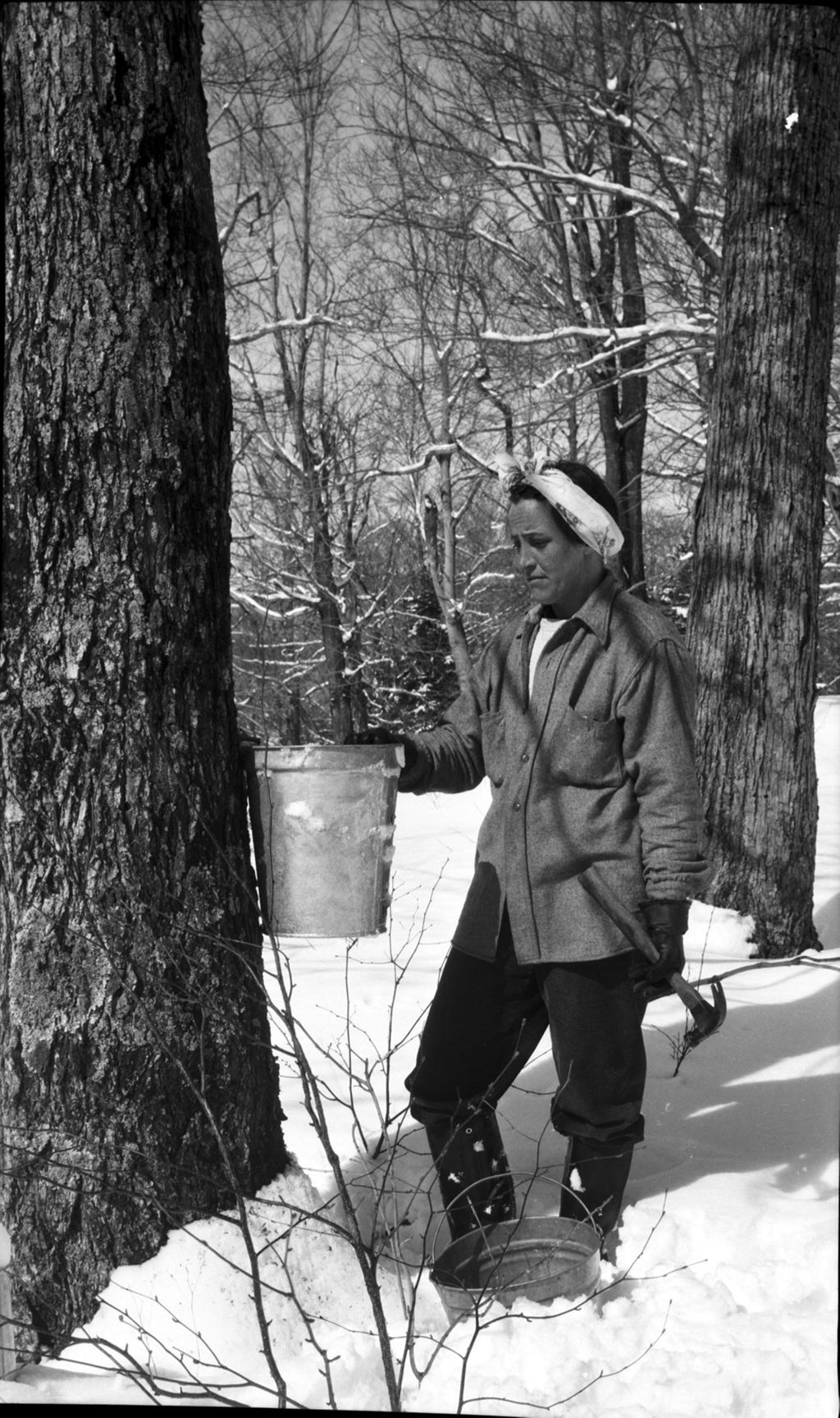 Miniature of Worker collecting maple sap