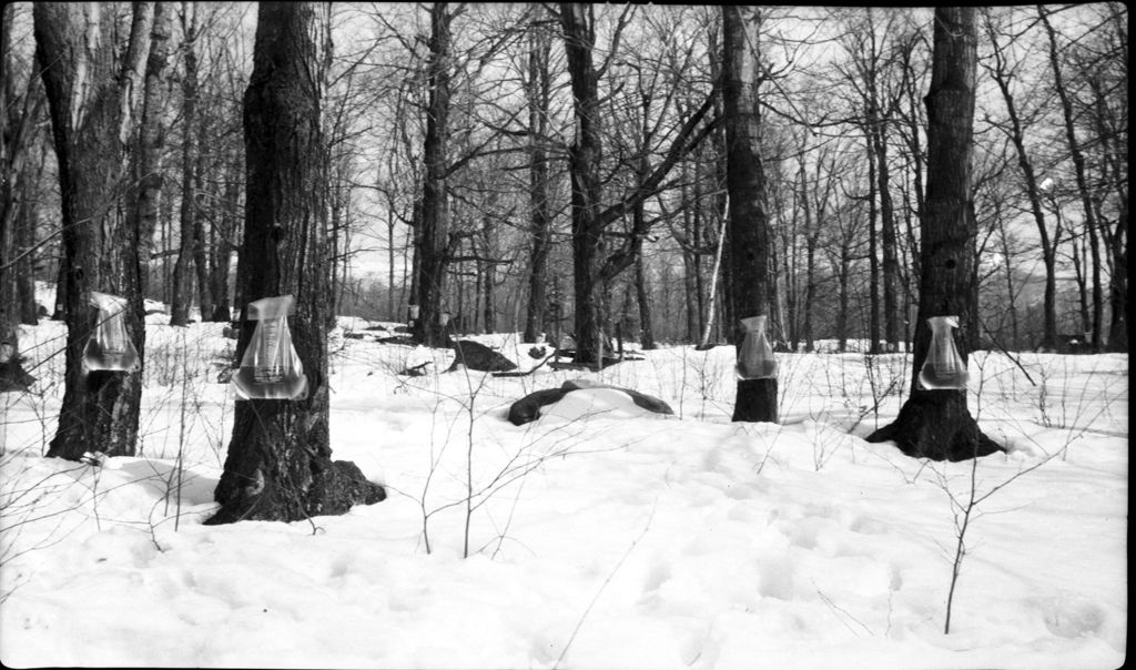 Miniature of Plastic collection bags in the sugar bush