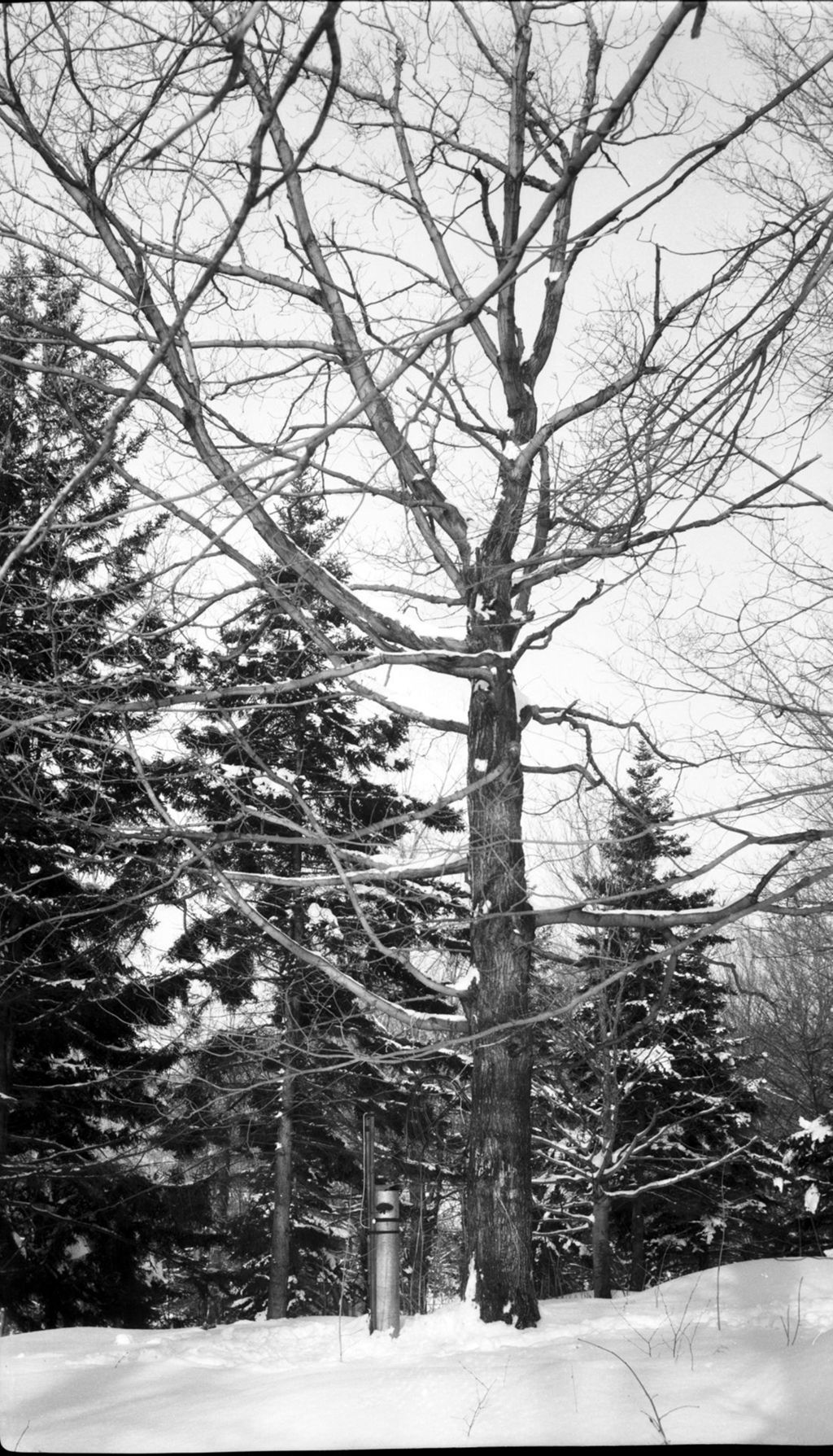 Miniature of Close up of tree with tipping bucket, in snow