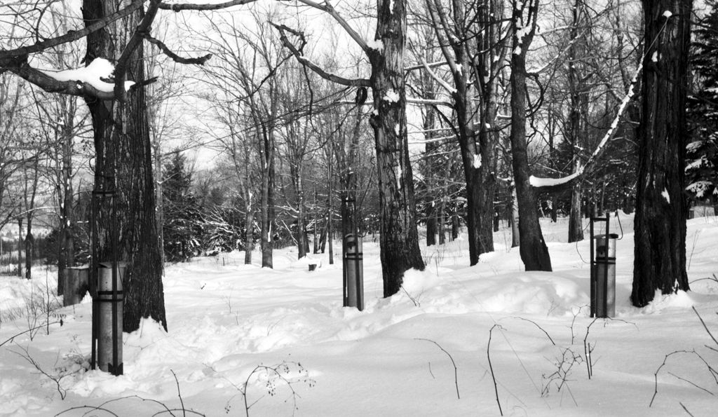 Miniature of Tipping buckets in the sugar bush