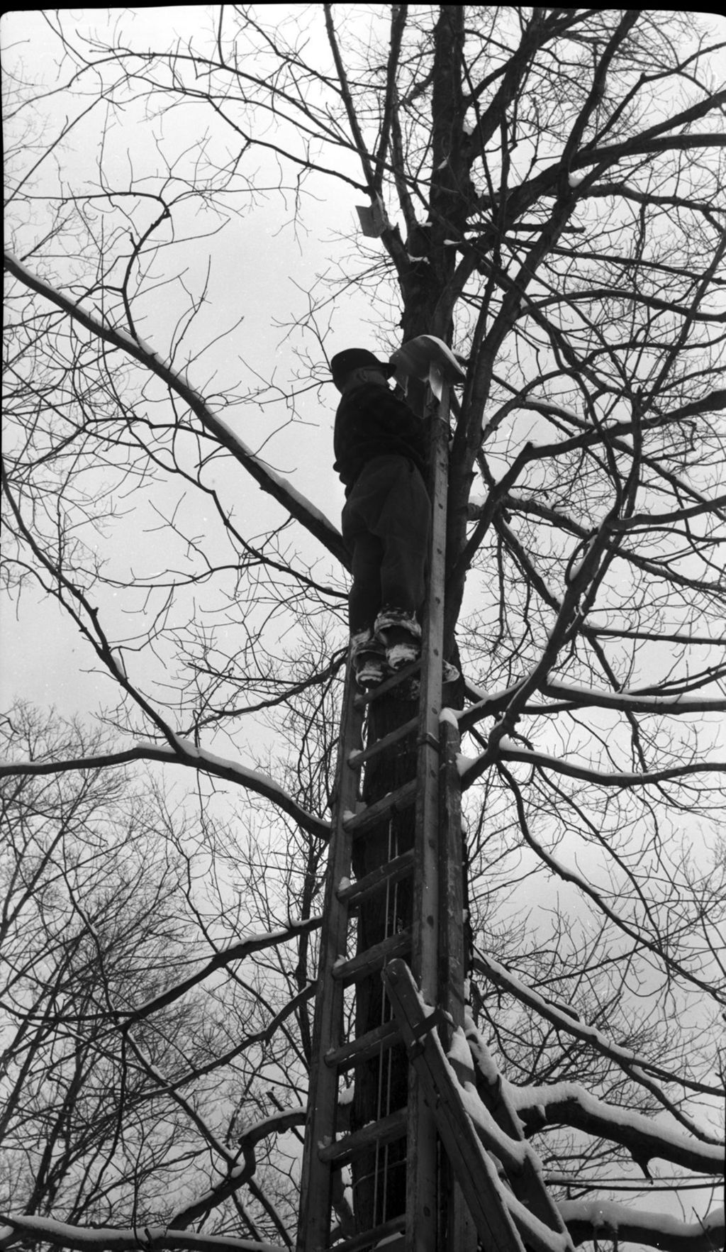 Miniature of Worker on ladder in the sugar bush