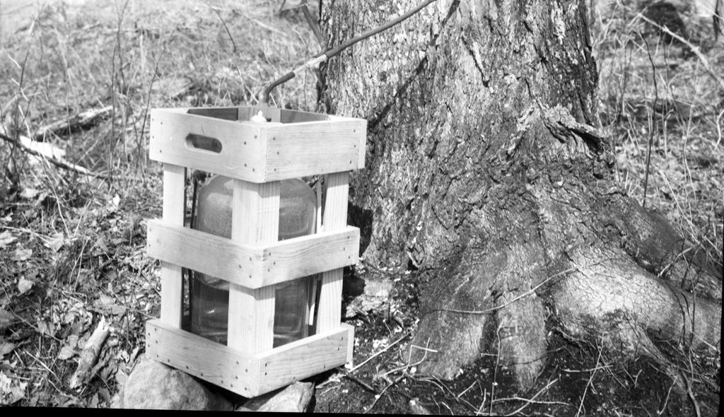 Miniature of Collecting maple sap for E.R.R.L.