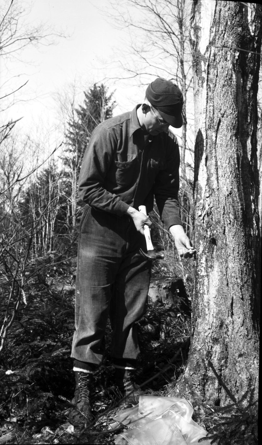 Miniature of Herb Beam tapping a sugar maple