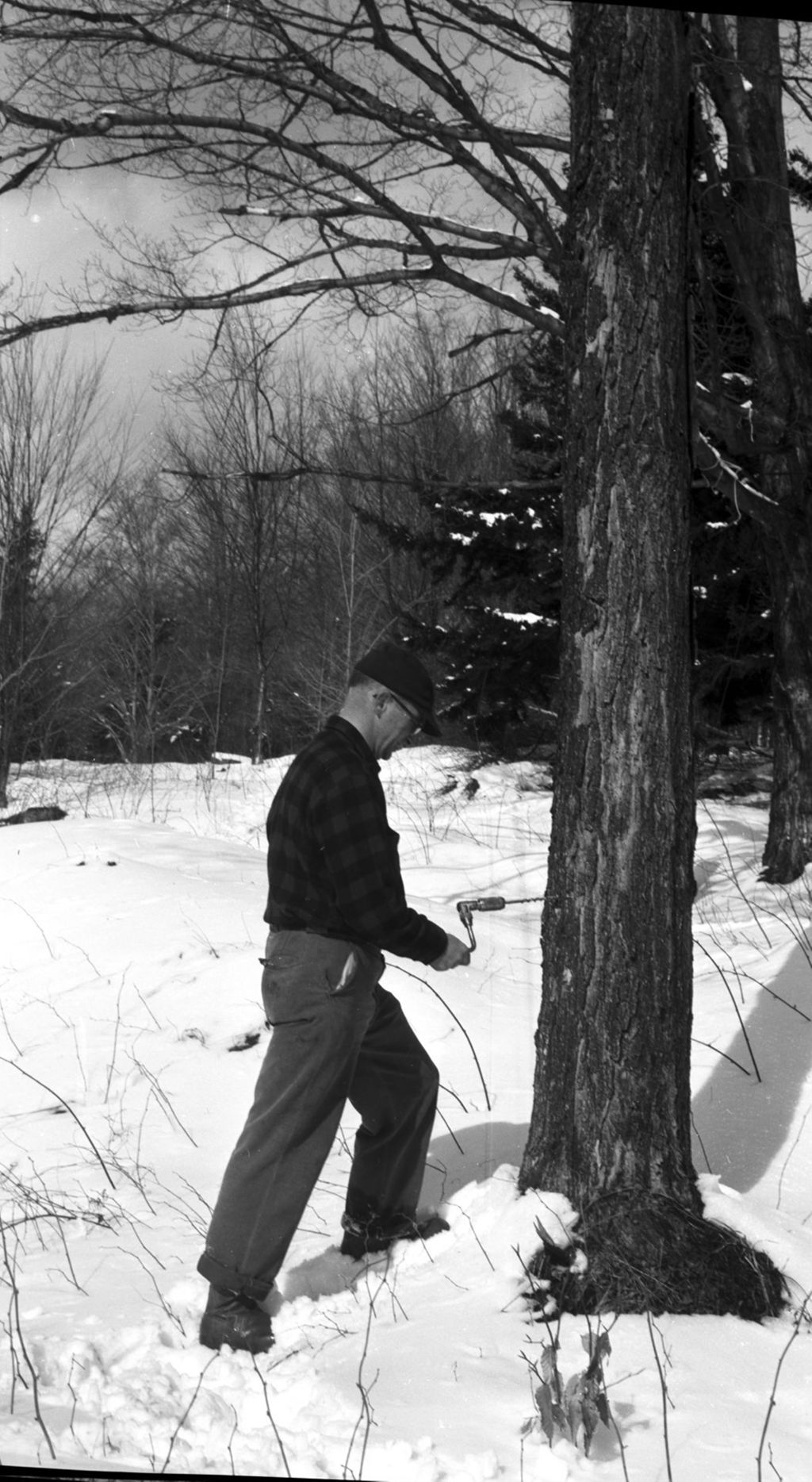 Miniature of Worker tapping sugar maple